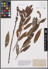 Foto von Salix daphnoides Vill. x Salix purpurea L.
